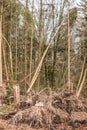 Broken trees after a big storm with big squalls Royalty Free Stock Photo