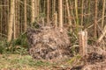 Broken trees after a big storm with big squalls Royalty Free Stock Photo