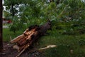 Broken trees and branches. Thunderstorm, heavy rain with hail consequences. Climate changes, environmental problem Royalty Free Stock Photo