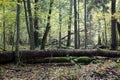 Broken trees almost declined in fall Royalty Free Stock Photo