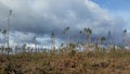 Broken trees after a hurricane Royalty Free Stock Photo