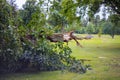 The broken trees after powerful hurricane in the forest after a storm