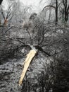 Broken trees after a rainy day followed by icecold weather