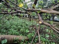 Broken trees in a residential district after strong storm went through