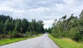 Broken trees after the storm Royalty Free Stock Photo