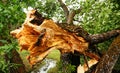 Broken tropical tree trunk after heavy storm Royalty Free Stock Photo
