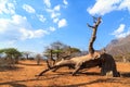 Broken Trunk of baobab tree in a baobab forest