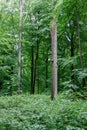 Broken trunk beech trees branches Sonian woods forest, Brussels, Belgium