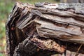 Broken trunk of dry tree