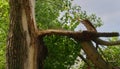 Broken trunk of an old tree in the forest against the background of the sky Royalty Free Stock Photo