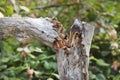 Broken trunk of a rotten tree.Whitewashed wood.Concept of treatment and care for garden trees.Selective focus Royalty Free Stock Photo