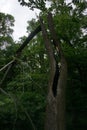 Broken trunk of a tree stroke by lightning Royalty Free Stock Photo