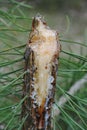 The broken trunk of a young pine resin expires. European forest Royalty Free Stock Photo