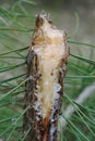 The broken trunk of a young pine resin expires. European forest Royalty Free Stock Photo