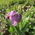 Broken tulip Royalty Free Stock Photo