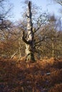 Broken, twisted, ancient oak tree in the winter sunshine