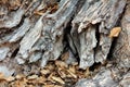 Broken unusually strange wooden texture on side of tall old tree trunk partially covered with fallen brown leaves