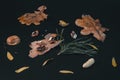 Broken walnut on the bark of a tree, a pine branch, peanuts in a peel, leaves and oak leaves on a black background.