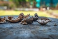 Broken walnut shells lying on a wooden surface. Outdoor side view. Selective focus Royalty Free Stock Photo