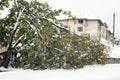 Broken walnut under the snow