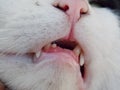 broken and white cat teeth Royalty Free Stock Photo