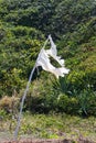 Broken white flag planted among the plants on a deserted beach. Fabric on a wooden stick Royalty Free Stock Photo