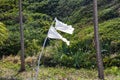 Broken white flag planted among the plants on a deserted beach. Surrender symbol Royalty Free Stock Photo