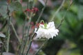 A broken white rose in my garden. Amazing petals have bloomed and bent from plant.