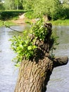 Broken willow over water