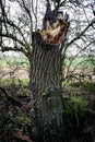 Broken willow tree in hedge