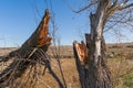 A broken willow tree lies Royalty Free Stock Photo