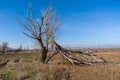 A broken willow tree lies on the ground Royalty Free Stock Photo