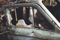 Broken window in an abandoned car/broken glass in an abandoned car Royalty Free Stock Photo