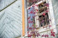Broken window of abandoned old wooden house painted white, with iron bars and growing ivy of wild grapes with red autumn leaves. Royalty Free Stock Photo