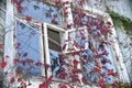 Broken window of abandoned old wooden house painted white, with iron bars and growing ivy of wild grapes with red autumn leaves. Royalty Free Stock Photo