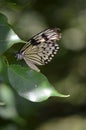 Broken Wing on a White Tree Nymph Butterfly Royalty Free Stock Photo