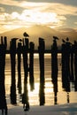 Broken wooden dock with birds standing on it at golden sunset Royalty Free Stock Photo