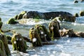 Broken wooden pier remains in sea. Beautiful water color under sunlight. Tide and sea spray. Old wooden posts overgrown seaweed Royalty Free Stock Photo