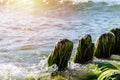 Broken wooden pier remains in sea. Beautiful water color under sunlight. Tide and sea spray. Old wooden posts overgrown seaweed Royalty Free Stock Photo