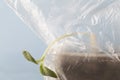 Broken young plant in plastic bag on blue background