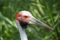 Brolga Royalty Free Stock Photo