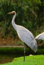 Brolga Royalty Free Stock Photo