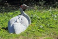 Brolga Royalty Free Stock Photo