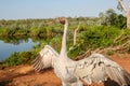 Brolga Antigone rubicunda, a bird in the crane family dances for the camera in Australia`s top end