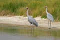 Brolga, Antigone rubicunda