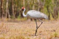 The Brolga Antigone rubicunda, formerly known as the native companion, is a bird in the crane family. It has also been given the