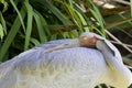 Brolga (Australian crane) Royalty Free Stock Photo