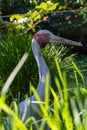 Brolga, or Australian Crane, head in profile Royalty Free Stock Photo