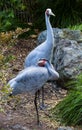 Brolga Australian Crane