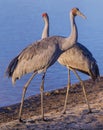 Brolga